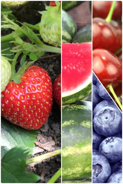 Fruit banners — Stockfoto