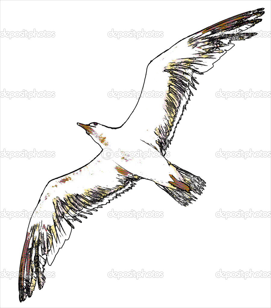 Gull flying in the sky