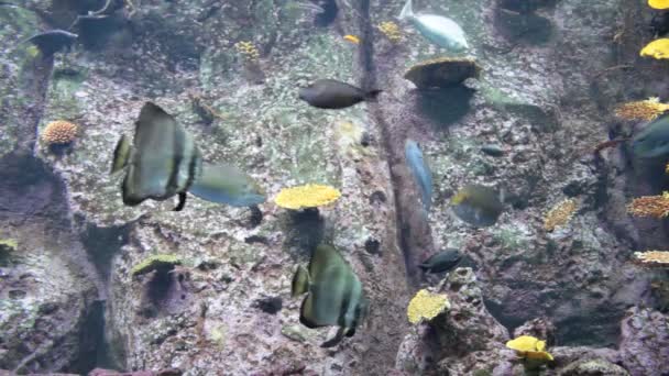 Poissons tropicaux colorés sous-marins — Video