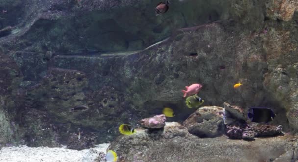 Poissons tropicaux colorés sous-marins — Video