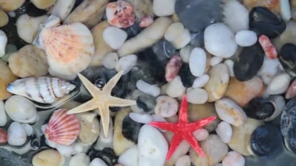 Seesterne, Kieselsteine und Muscheln — Stockvideo