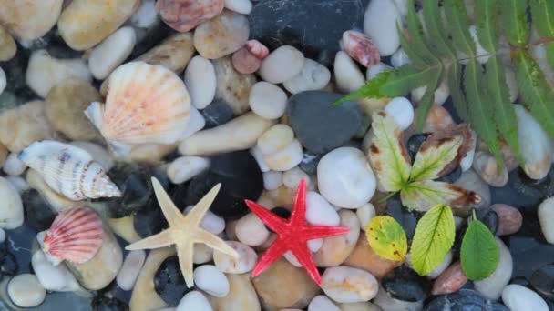 Estrella de mar, piedras y conchas — Vídeo de stock