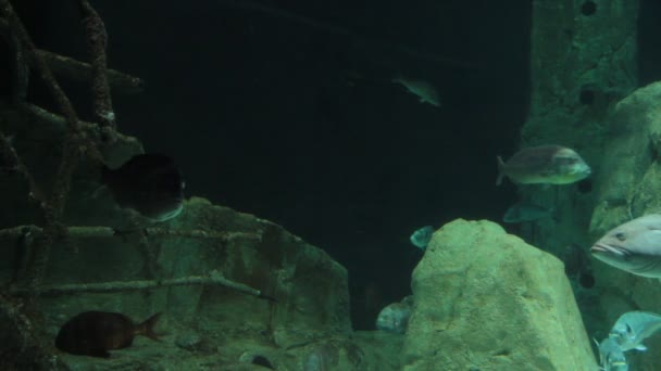 Sob o mar e os peixes grandes tropicais no mar profundo e escuro — Vídeo de Stock