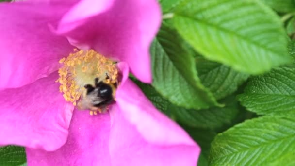 Bee och pollinering — Stockvideo