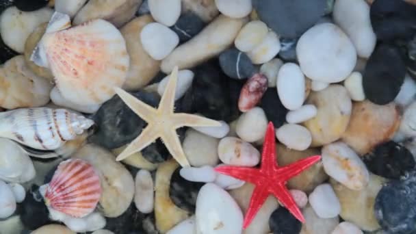 Piedras de guijarro, concha marina y estrellas de mar — Vídeos de Stock