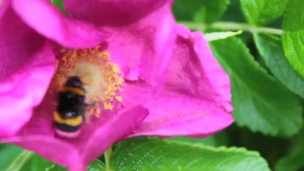 Розовый цветок и пчела — стоковое видео