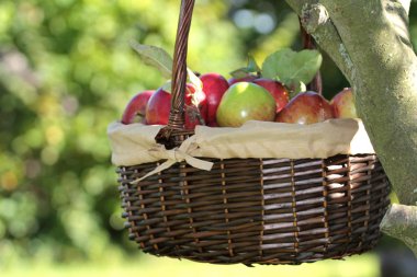 dallar üzerinde kırmızı organik elma