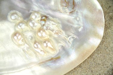 Mother of pearl texture with real pearls in a sea shell clipart