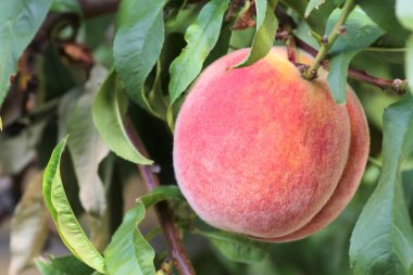 nefis renkli şeftali