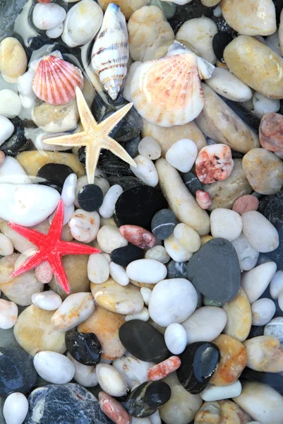 Estrella de mar, concha marina y guijarro colorido  . —  Fotos de Stock