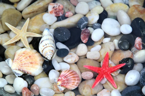 Estrella de mar, concha marina y guijarro colorido  . —  Fotos de Stock