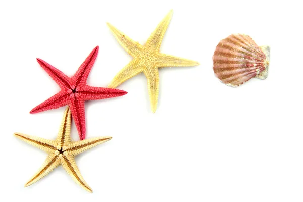Peixe-estrela e concha — Fotografia de Stock