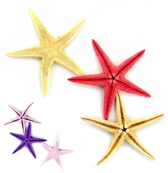 Estrelas-do-mar coloridas — Fotografia de Stock