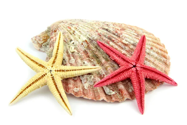 Seashell and starfish — Stock Photo, Image