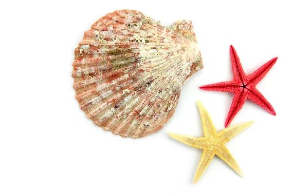 Muscheln und Seesterne — Stockfoto