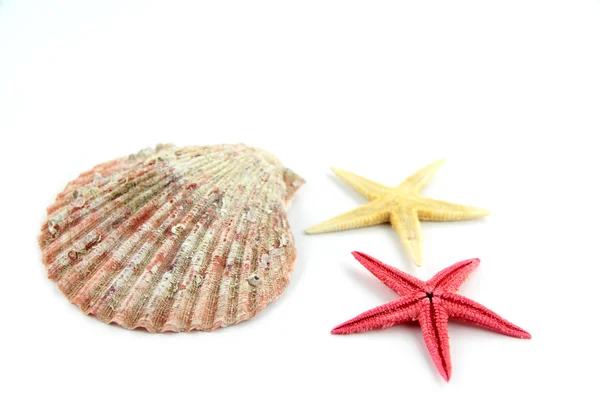 Seashell and starfish — Stock Photo, Image