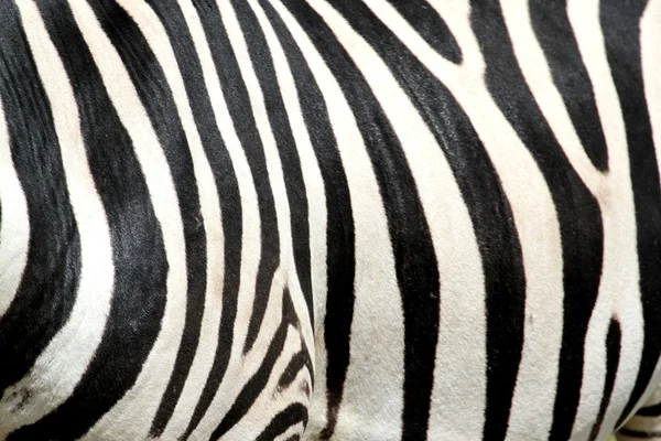 Schwarz-weiß gestreiftes Zebra — Stockfoto