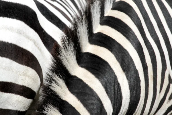 Zebra — Zdjęcie stockowe