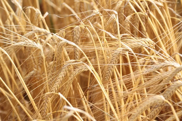 Wheat field — Stock Photo, Image