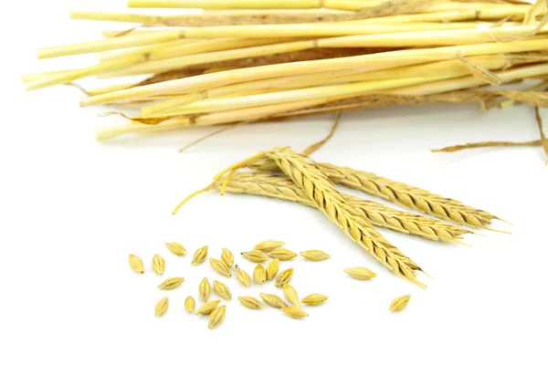 Пшеничные уши, стебли и зерна — стоковое фото
