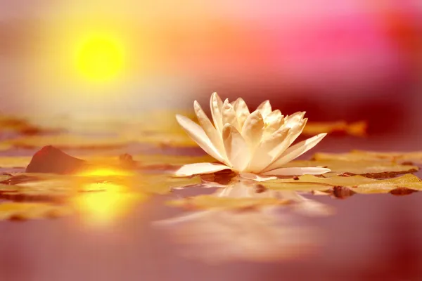 Lotus flower — Stock Photo, Image