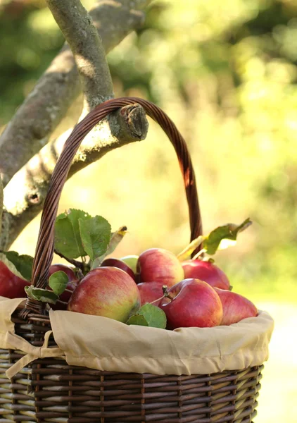 Rote Bio-Äpfel auf Ästen — Stockfoto