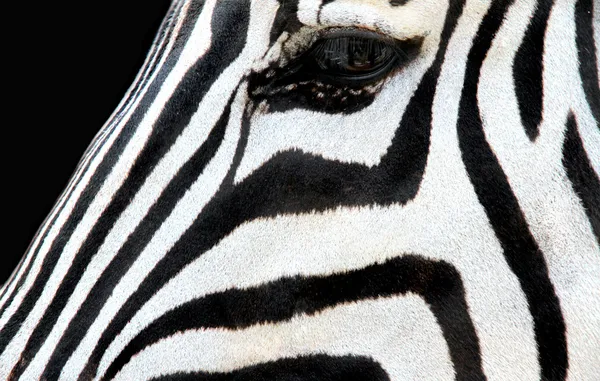 Zebra twarz — Zdjęcie stockowe