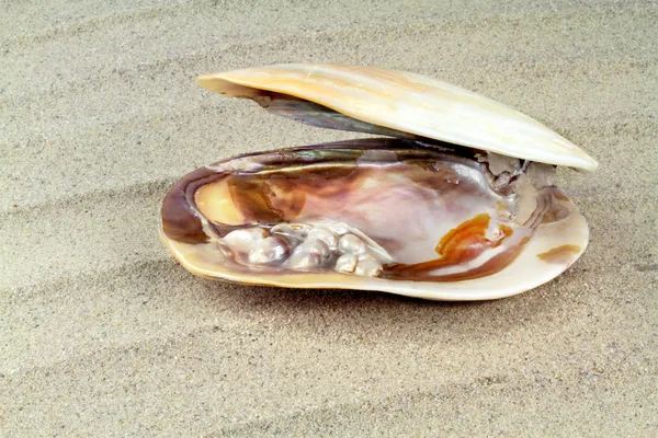 Struttura in madreperla con perle vere in un guscio di mare — Foto Stock