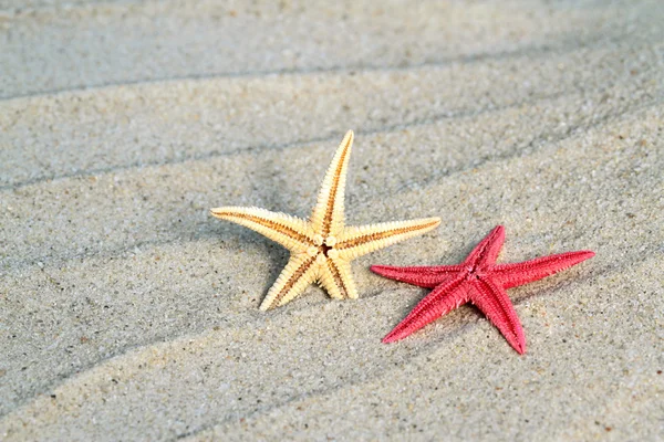 ビーチの砂に seastar — ストック写真