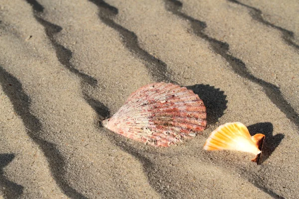 Concha de praia e mar — Fotografia de Stock