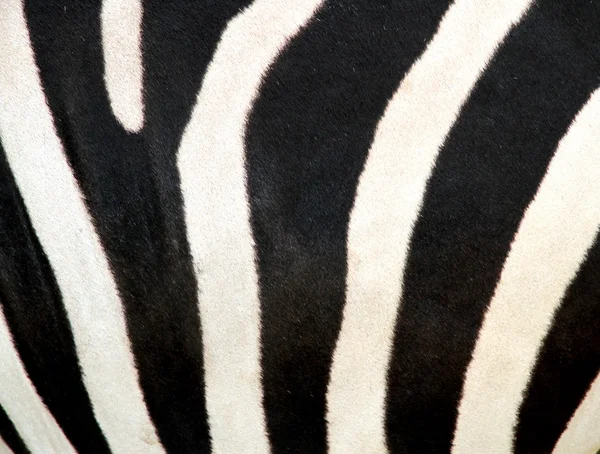 Black and white striped zebra — Stock Photo, Image