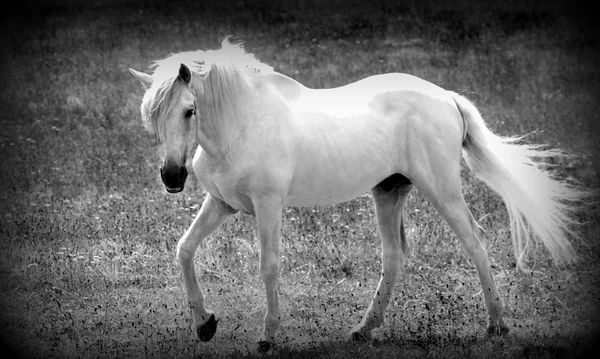 Caballo blanco — Foto de Stock