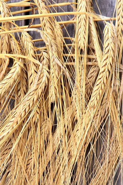 Wheat — Stock Photo, Image