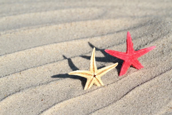 Seastar — Stockfoto