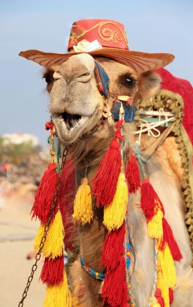 Fancy touristic camel — Stock Photo, Image