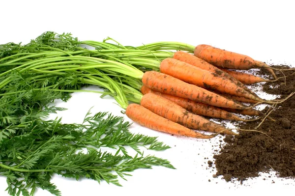 Nueva cosecha de zanahorias orgánicas frescas  . — Foto de Stock