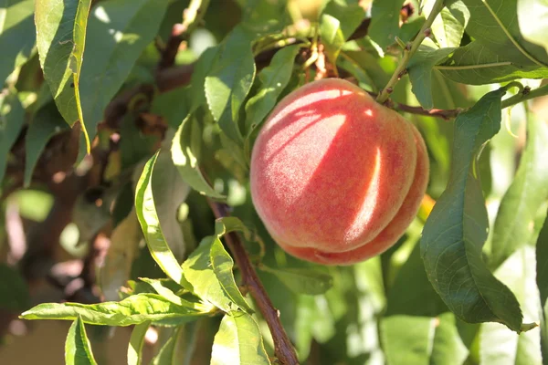 Pesche fresche colorate  . — Foto Stock