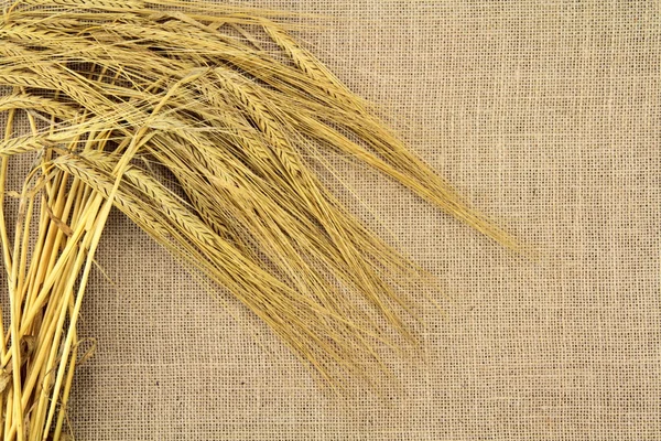 Wheat spike — Stock Photo, Image