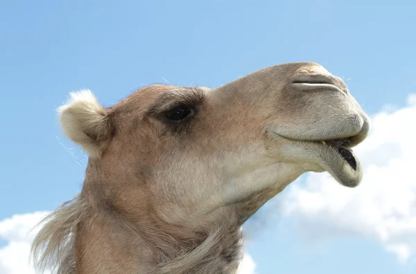 Kamelporträt Stockfoto