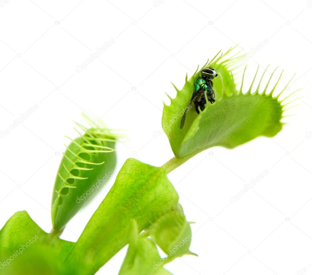 Carnivorous plant. Flytrap