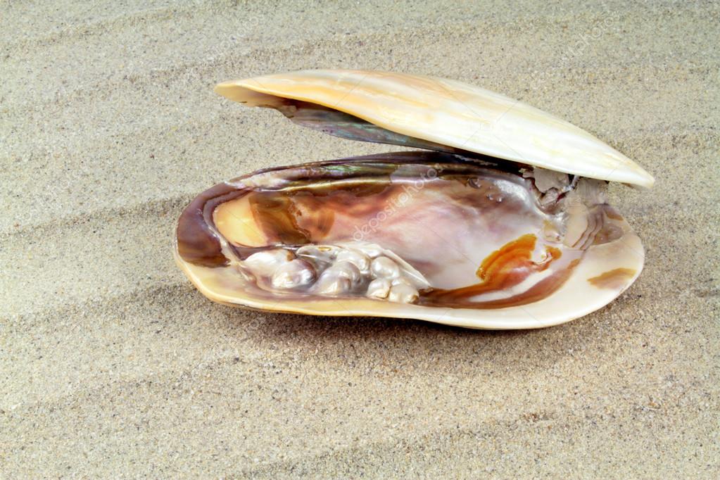 Perlas En Su Concha Mother of pearl texture with real pearls in a sea shell — Stock Photo