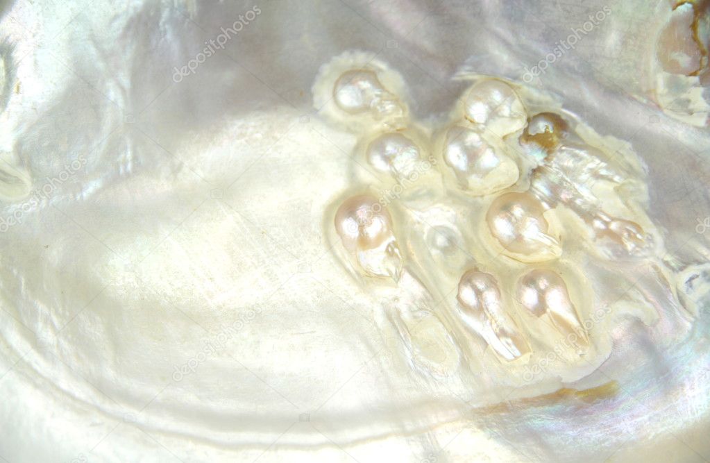 Mother of pearl texture with real pearls in a sea shell
