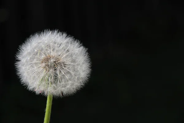 Löwenzahnblüte — Stockfoto