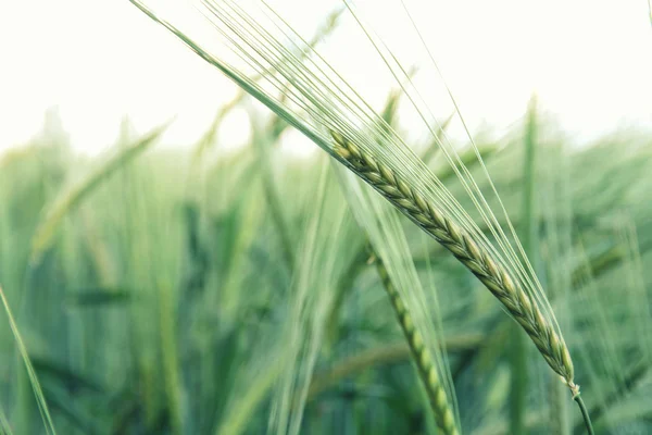 Green wheat ears — Stock Photo, Image