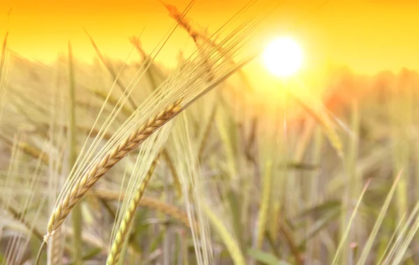 Weizenfeld und Sonnenaufgang — Stockfoto