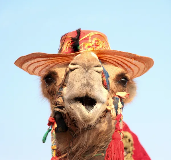 Zabawny portret wielbłąda — Zdjęcie stockowe