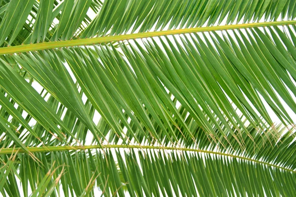 Hoja de palmera verde fresca —  Fotos de Stock