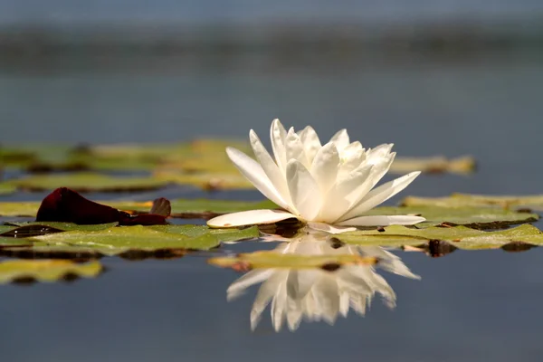 Flor de loto reflejada —  Fotos de Stock