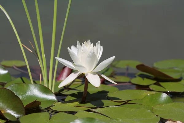 Lotusblüte — Stockfoto