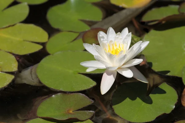 Flor de loto blanco —  Fotos de Stock